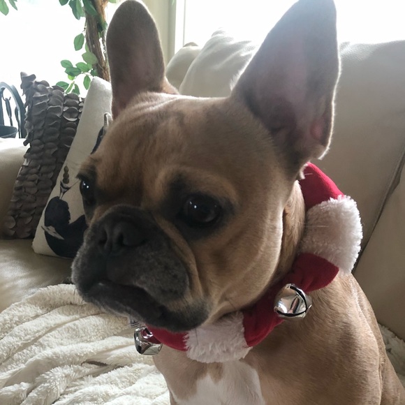 Elastic Christmas collar dogs/cats bells - Picture 2 of 3